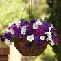Wave Mix Great Lakes Wave Petunia Jumbo 6 pack 17.99 sale price